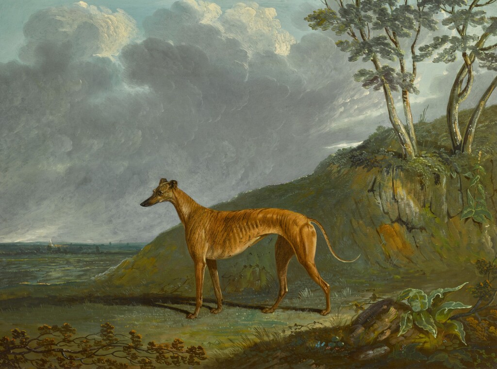 Sausage Greyhound